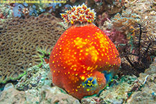 sea apple